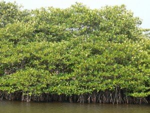 hutan bakau